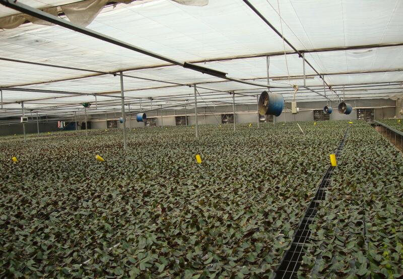 溫室大棚工程91香蕉视频在线观看陽光板